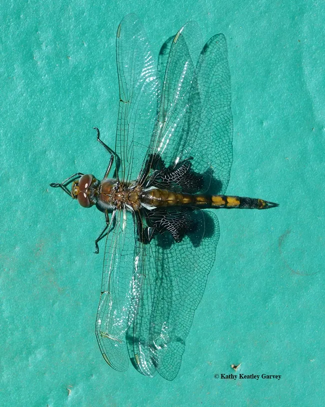 Dorsal view of a black saddlebags (Tramea lacerata) dragonfly warming her flight muscles. (Photo by Kathy Keatley Garvey)