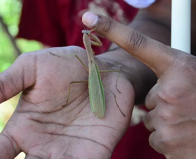 A Chinese mantis, Tenodera sinensis, in the hands of owner Lohit Garikipati, a UC Davis entomology major who rears mantids. (Photo by Kathy Keatley Garvey)