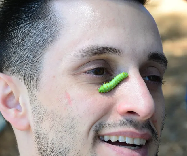 Bohart Museum associate Wade Spencer, a UC Davis student majoring in entomology, with a third-instar of the Ceanothus silkworm moth, Hylaphora euryalus. (Photo by Kathy Keatley Garvey)
