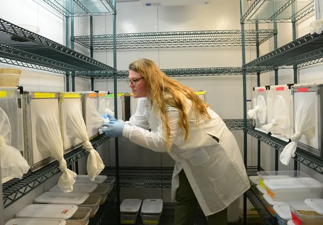 UC Davis doctoral student and mosquito researcher Olivia Winokur checks on mosquitoes in the walk-in chamber in the insectary. The chamber is set to 26 Celsius and 80 percent humidity to mimic tropical conditions. (Photo by Kathy Keatley Garvey)