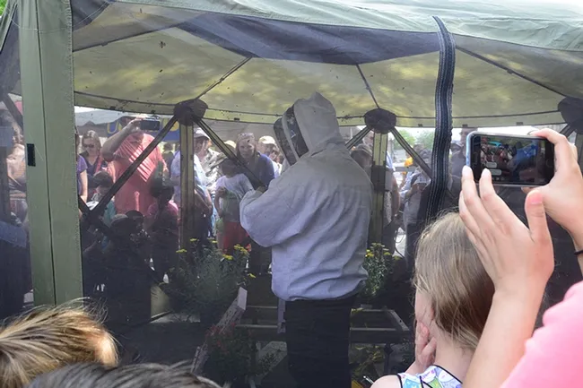 Large crowds gathered around Extension apiculturist Elina Lastro Niño as she opened a bee hive at the California Honey Festival and talked about bees. (Photo by Kathy Keatley Garvey)