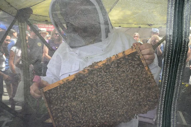 California Honey Festival attendees got this view, as Elina Lastro Niño held out a frame. (Photo by Kathy Keatley Garvey)