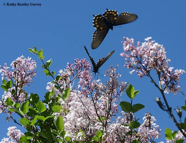 Pipevine swallowtails at the UC Davis Arboretum. (Photo by Kathy Keatley Garvey)