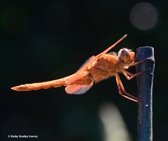 A male flameskimmer dragonfly, Libellula saturata, perches on a bamboo stake. (Photo by Kathy Keatley Garvey)