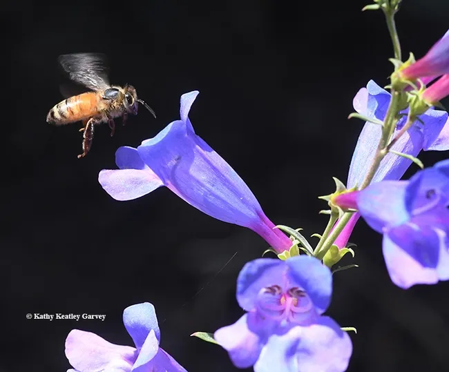 A honey bee approaches a Penstemon Margarita BOP. BOP? That means "Bottom of the Porch." (Photo by Kathy Keatley Garvey)