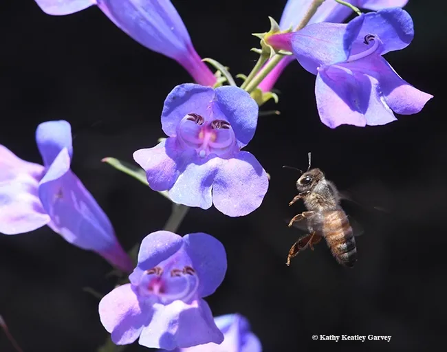 A"bee-bopping" honey bee heads for a Penstemon Margarita BOP. (Photo by Kathy Keatley Garvey)