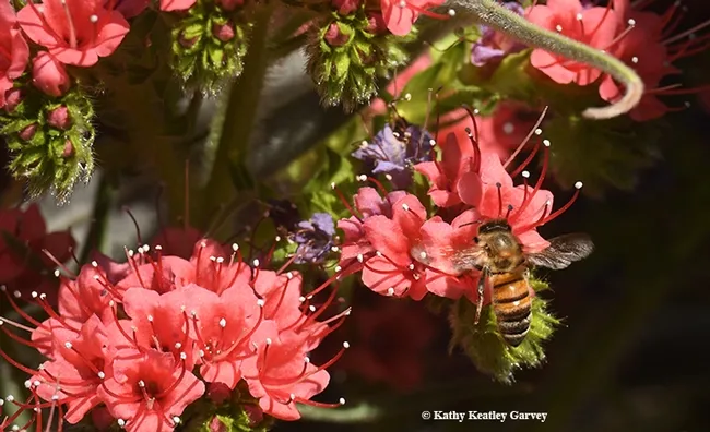 Nectar! Honey bees love echium due to its high nectar content. This one also yields blue pollen. (Photo by Kathy Keatley Garvey)