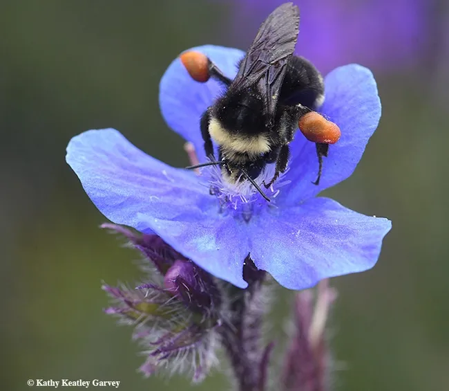 Pollen load looks like saddle bags! (Photo by Kathy Keatley Garvey)