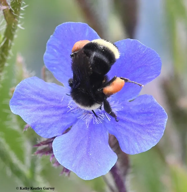Upsy daisy! Yellow-faced bumble bee, Bombus vosnesenskii, goes in head first on Anchusa azurea. (Photo by Kathy Keatley Garvey)
