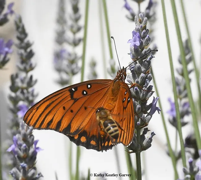 A honey bee, seeking nectar from a lavender, buzzes a Gulf Fritillary, Agraulis vanillae. (Photo by Kathy Keatley Garvey)