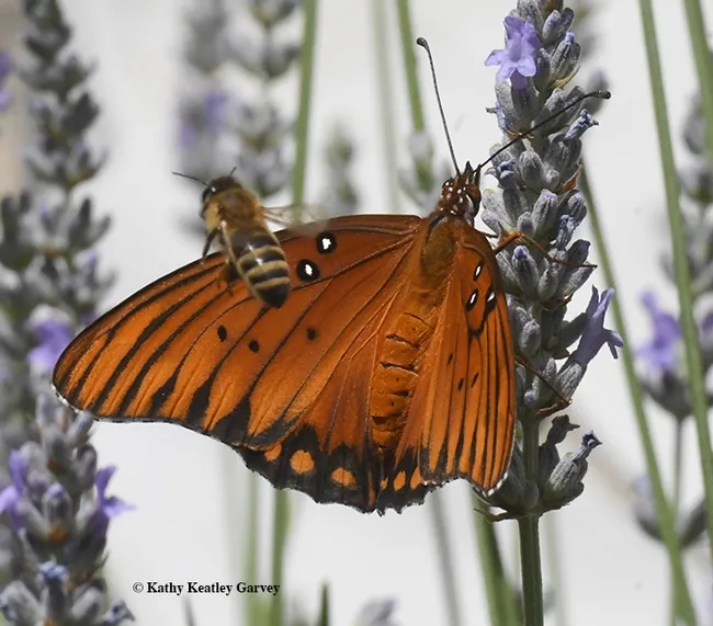 It's up and over and away for the honey bee. Can't you see as big a thing as me? (Photo by Kathy Keatley Garvey)