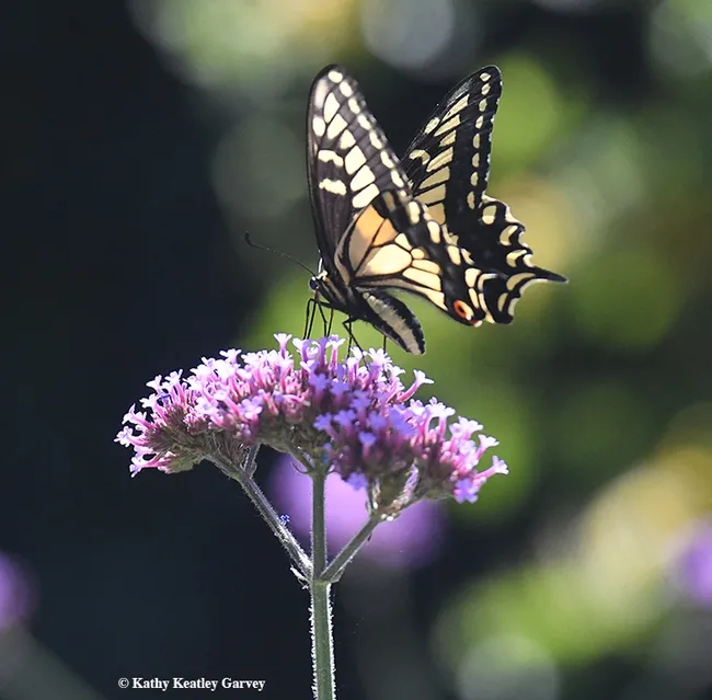 Anise Swallowtail Papilio zelicaon, nectaring on Verbena in Vacaville, Calif. (Photo by Kathy Keatley Garvey)