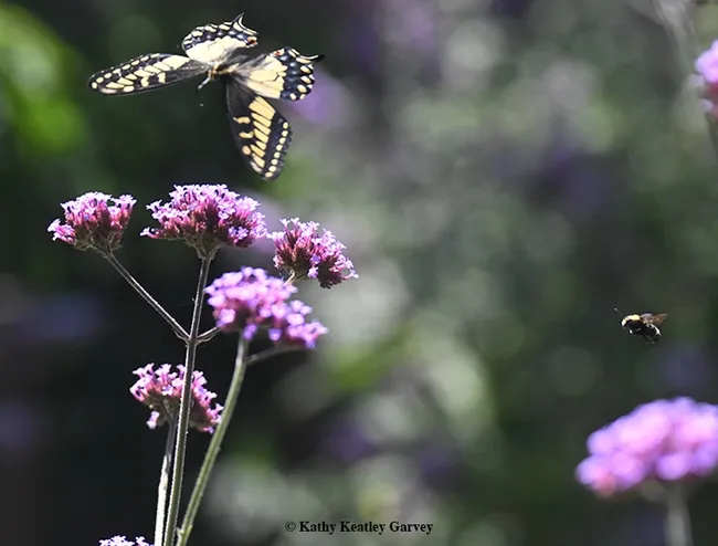 A yellow-faced bumble bee, Bombus vosnesenskii, heads for the same Verbena blossom occupied by the Anise Swallowtail. (Photo by Kathy Keatley Garvey)