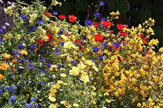 Colorful BOG garden in the early spring: among the flowers are tidy tips, desert bell, and European red flax. (Photo by Kathy Keatley Garvey)