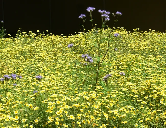 A mini-meadow of tidy tips, Layia platyglossa, with tall phacelia, Phacelia tanacetifolia. (Photo by Kathy Keatley Garvey)