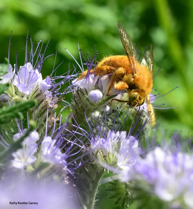A male Valley carpenter bee, (Xylocopa varipuncta) forages on phacelia. (Photo by Kathy Keatley Garvey)