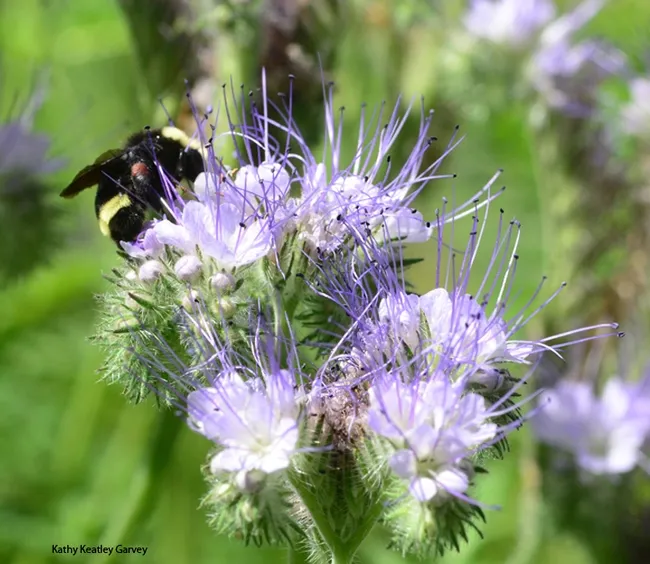 A yellow-faced bumble bee (Bombus vosnesenskii) sips nectar from phacelia. (Photo by Kathy Keatley Garvey)