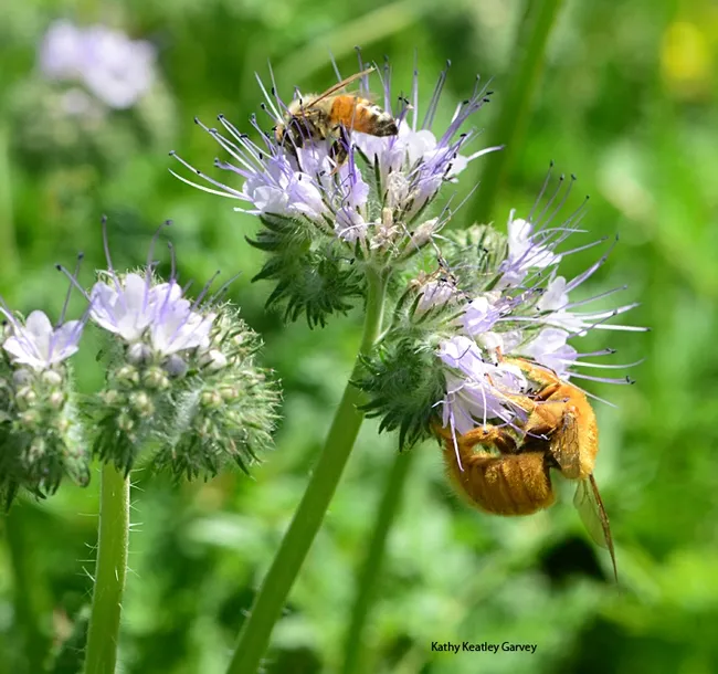 Size comparison! A honey bee is dwarfed by a male Valley carpenter bee, Xylocopa varipuncta. (Photo by Kathy Keatley Garvey)