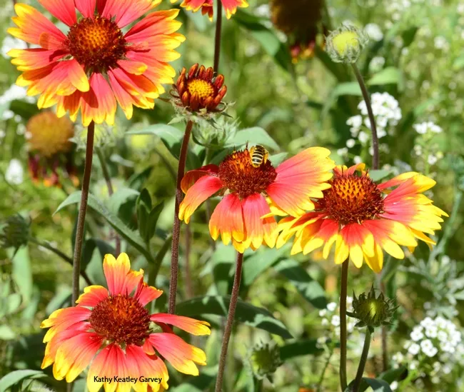 Many species of bees--as well as butterflies and other insects--are drawn to the blanketflower, Gaillardia. (Photo by Kathy Keatley Garvey)