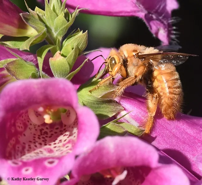 Meet Mr. Teddy Bear, a green-eyed blond trying to nourish himself on foxglove nectar. (Photo by Kathy Keatley Garvey)