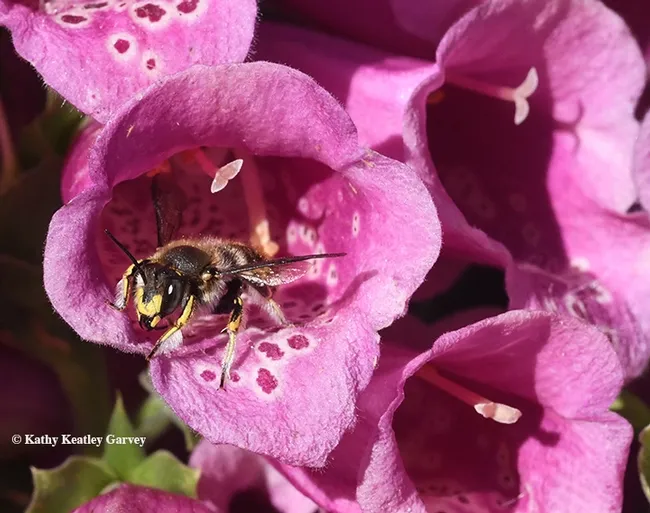 Meet Mr. Bodyslam, a very territorial European wool carder bee. He patrols the foxgloves. (Photo by Kathy Keatley Garvey)