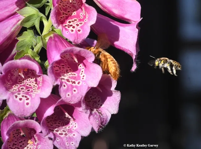 Mr. Bodyslam is moving so fast, he's a blur. (Photo by Kathy Keatley Garvey)