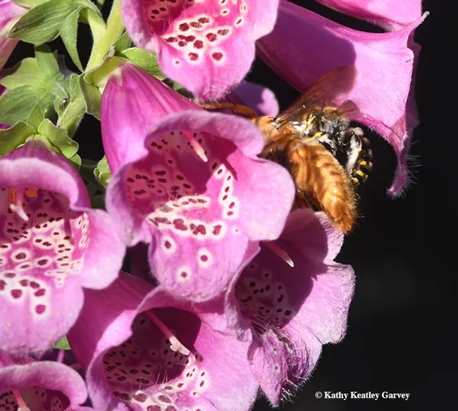 And the battle begins! Mr. Bodyslam attacks Mr. Teddy Bear. "Hey, can't a fellow get a bite to eat in peace?" (Photo by Kathy Keatley Garvey)