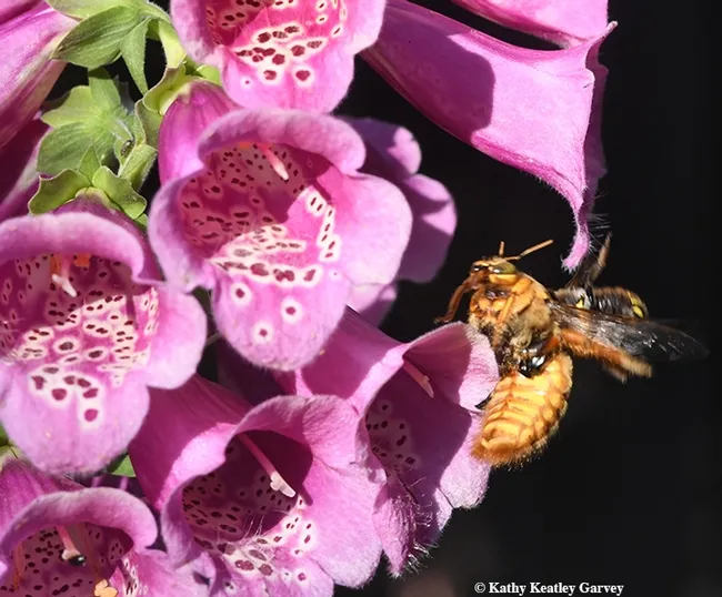 Gotcha! The attack turns vicious. Mr. Bodyslam slams into Mr. Teddy Bear, a blow that prompted Mr. Teddy Bear to depart (only to return). (Photo by Kathy Keatley Garvey)