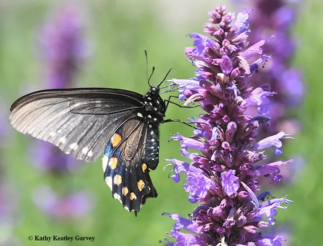 A pipevine swallowtail, Battus philenor, nectars on on Nepeta tuberosa. (Photo by Kathy Keatley Garvey)