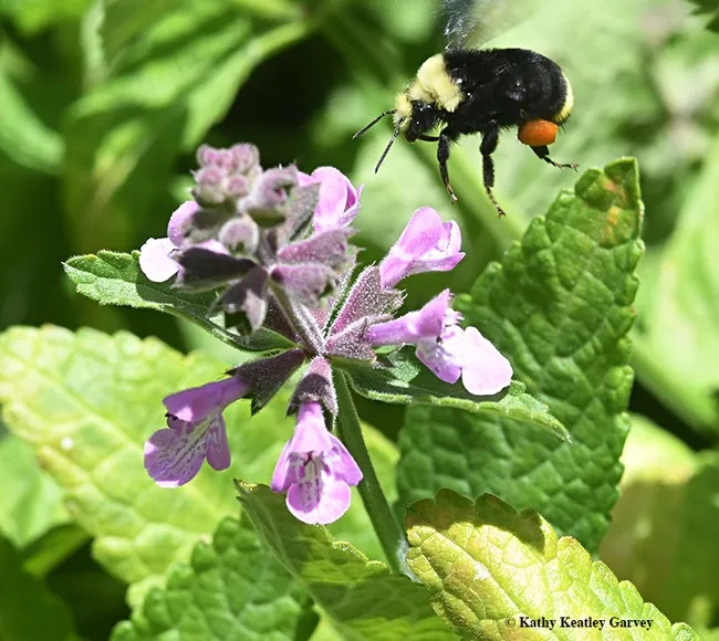 A pollen-packing yellow-faced bumble bee, Bombus vosnesenskii, heads for Stachys bullata. (Photo by Kathy Keatley Garvey)