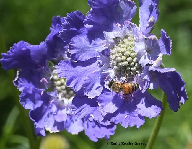 This honey bee can't get enough of Scabiosa "Fama Blue." (Photo by Kathy Keatley Garvey)