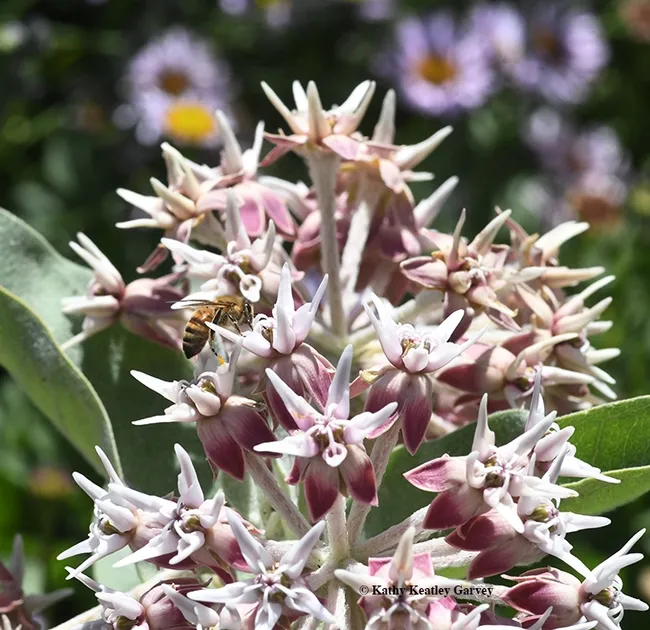 Milkweed is not only the host plant of monarch butterflies, but honey bees like it, too. This is the showy milkweed, Asclepias speciosa. (Photo by Kathy Keatley Garvey)