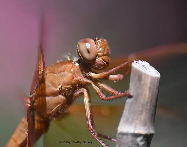 Close-up of the flameskimmer dragonfly, also called a "firecracker skimmer." (Photo by Kathy Keatley Garvey)