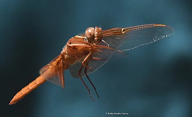 Flameskimmer in flight as he heads back to his perch, a bamboo stake. (Photo by Kathy Keatley Garvey)