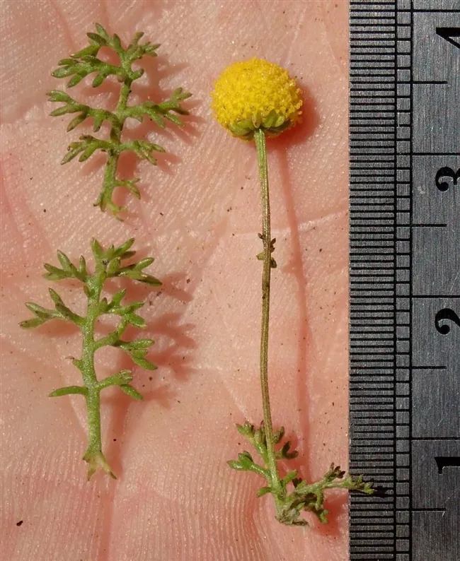 stinknet flower and leaf