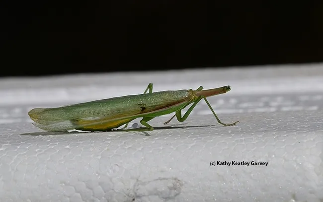 This male praying mantis, Stagmomantis limbata, has just lost his head. This one kept moving for eight hours before he expired. (Photo by Kathy Keatley Garvey)