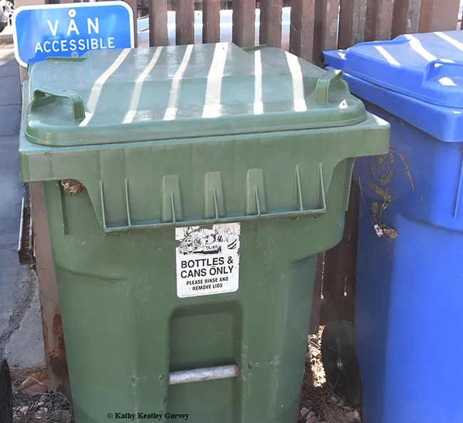 A sign on a UC Davis recycling bin clearly says "Bottles and Cans Only." It says nothing about wasps. (Photo by Kathy Keatley Garvey)