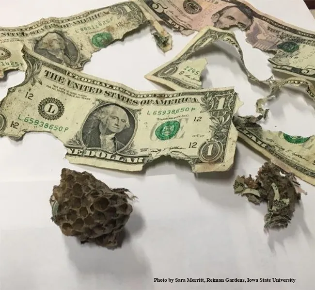 European paper wasps even built a nest in a donation box in the Reiman Gardens, Iowa State University. "These ladies had expensive taste," quipped associate professor Amy Toth, who reseachers European paper wasps. (Photo by Amy Merritt, Reiman Gardens)