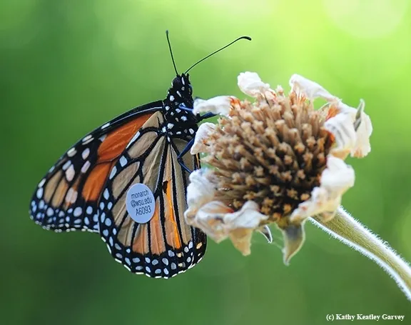 This male monarch, released by citizen scientist Steve Johnson of Ashland on Aug. 28, 2016, fluttered into Vacaville, Calif., on Sept. 5, a 457-kilometer journey. (Photo by Kathy Keatley Garvey)