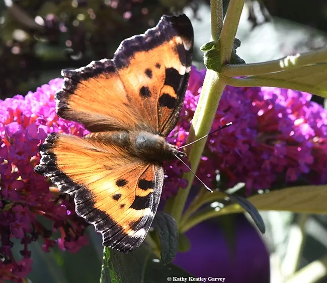 A California Tortoiseshell (Nymphalis californica) nectaring on a butterfly bush (Buddleia davidii) in Vacaville, Calif. (Photo by Kathy Keatley Garvey)
