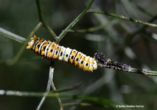 This anise swallowtail caterpillar is shedding its skin or molting, leaving its “bird dropping” skin behind. This is probably the third instar. (Photo by Kathy Keatley Garvey)