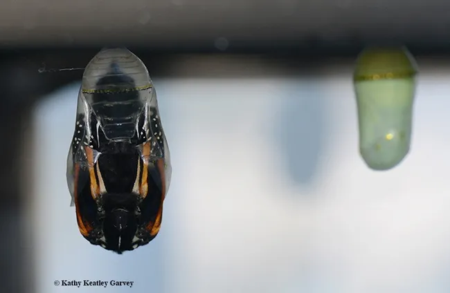 The monarch chrysalis bulges, a sure sign that eclosure is imminent. At right is a newly formed green chrysalis. (Photo by Kathy Keatley Garvey)