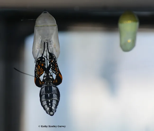 Out it slides. Swoosh! (Photo by Kathy Keatley Garvey)