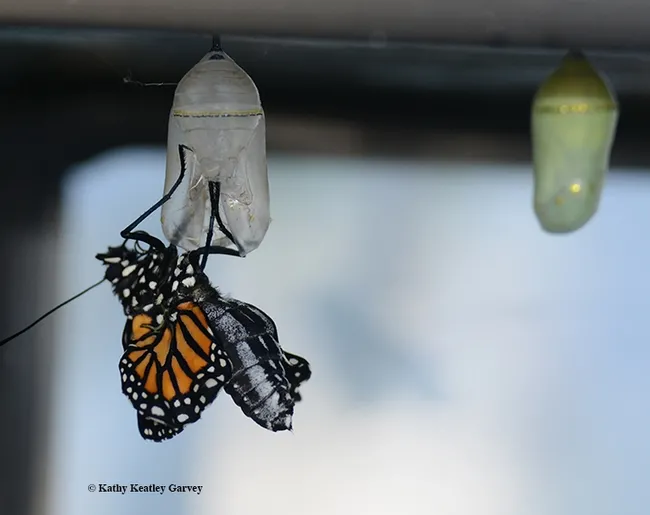 Time to wiggle around. Welcome to the world! (Photo by Kathy Keatley Garvey)