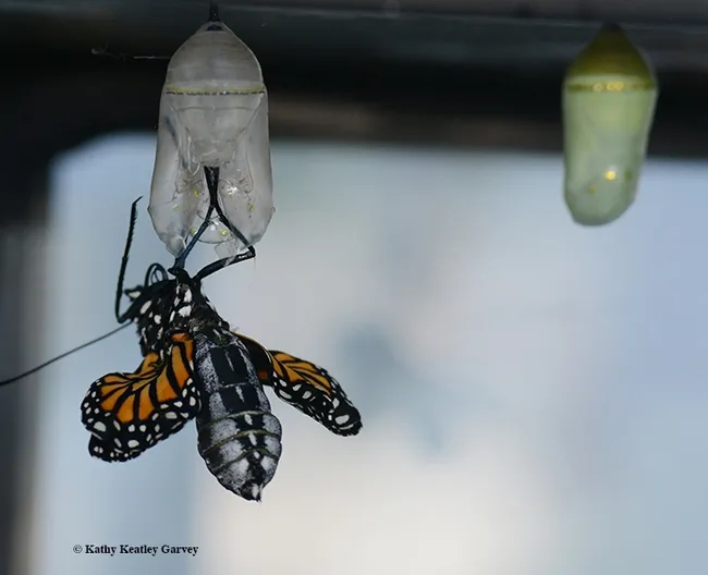 Time to pump up the wings. (Photo by Kathy Keatley Garvey)
