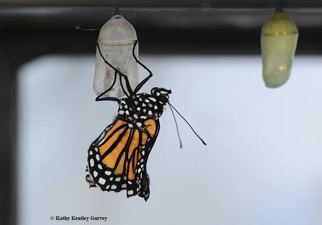 I'm swinging and swaying. (Photo by Kathy Keatley Garvey)