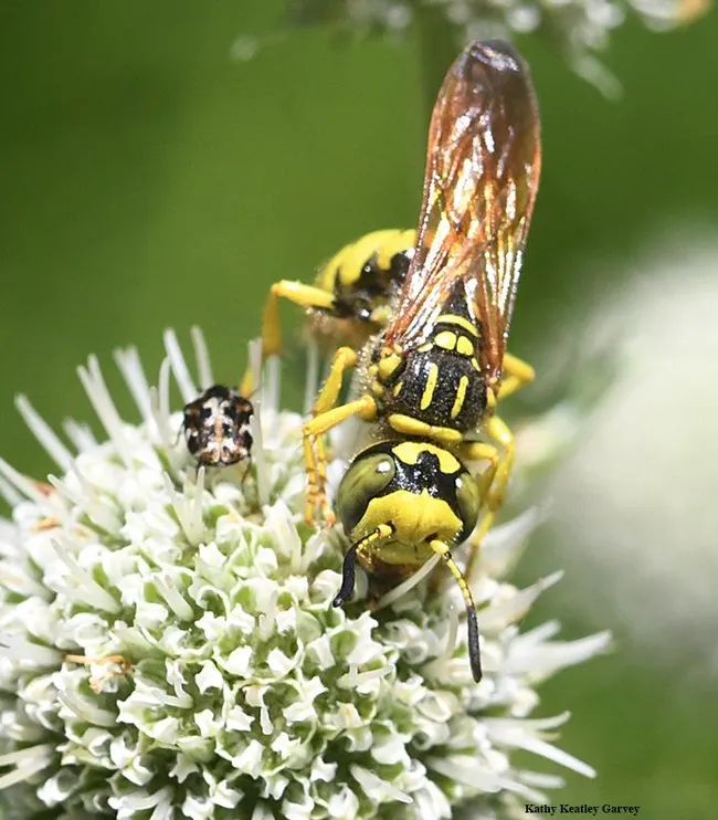 Well, hello there! The beewolf eyes the camera. (Photo by Kathy Keatley Garvey)