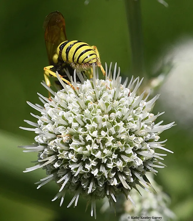 See ya! The beewolf turns away from the photographer. (Photo by Kathy Keatley Garvey)