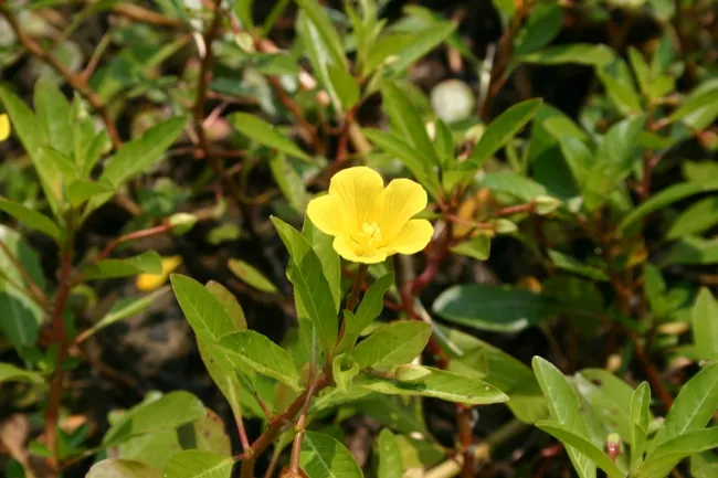 Uruguay waterprimrose