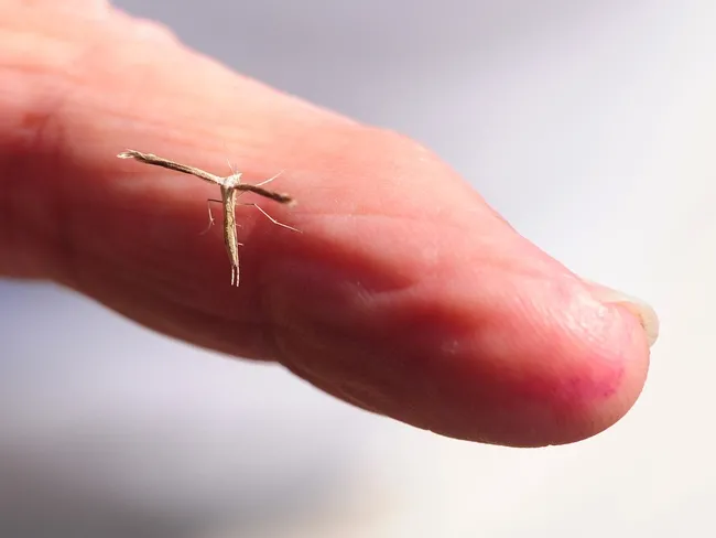 This is a pterophorid plume moth, family Pterophoridae. (Photo by Kathy Keatley Garvey)